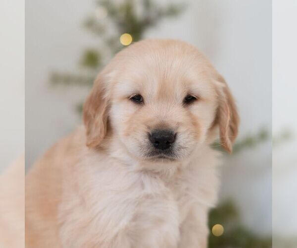 Medium Photo #5 Golden Retriever Puppy For Sale in NEWPORT, PA, USA