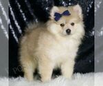 Small #4 Pomeranian
