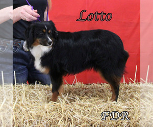 Mother of the Miniature Australian Shepherd puppies born on 11/16/2024
