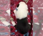 Small #2 Old English Sheepdog
