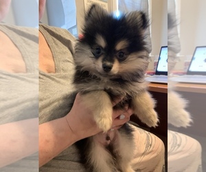 Pomeranian Puppy for sale in RALEIGH, NC, USA