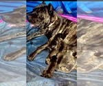Image preview for Ad Listing. Nickname: Athenas pups
