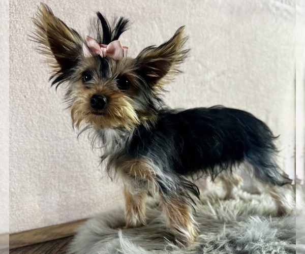 Medium Photo #7 Yorkshire Terrier Puppy For Sale in NAPPANEE, IN, USA