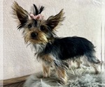 Small #6 Yorkshire Terrier