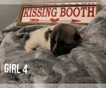 Small Photo #7 Akita Puppy For Sale in PAMPA, TX, USA