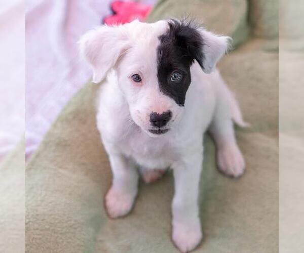 Medium Photo #5 Labrador Retriever-Unknown Mix Puppy For Sale in San Diego, CA, USA