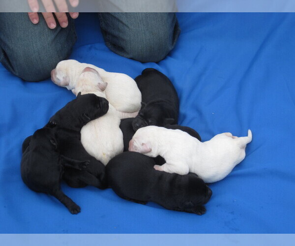 Medium Photo #1 Labrador Retriever Puppy For Sale in ORANGE, MA, USA