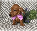 Small Photo #3 Dachshund Puppy For Sale in CEDAR LANE, PA, USA
