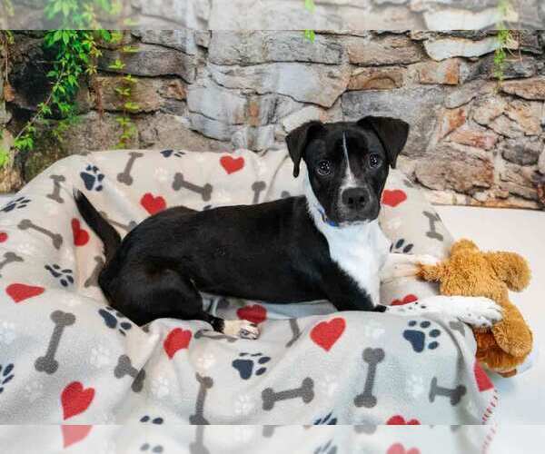 Medium Photo #3 Beagle-Unknown Mix Puppy For Sale in Kennesaw, GA, USA