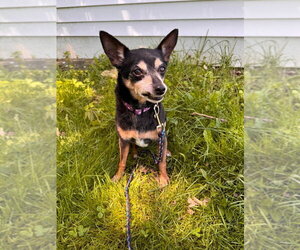 Chihuahua-Unknown Mix Dogs for adoption in Muskegon, MI, USA