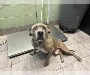 American Staffordshire Terrier-Unknown Mix Dogs for adoption in Grand Prairie, TX, USA
