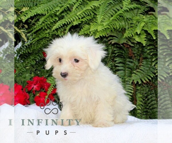 Medium Photo #3 Maltese Puppy For Sale in RISING SUN, MD, USA