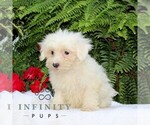 Small #2 Maltese