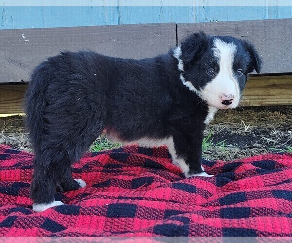 Medium Photo #140 Border Collie Puppy For Sale in NORBORNE, MO, USA