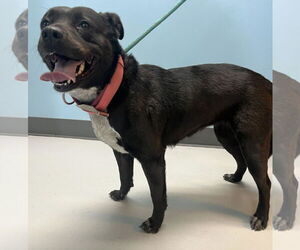 Rottweiler-Unknown Mix Dogs for adoption in Pryor, OK, USA