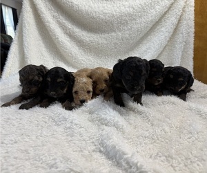 Cavapoo mix (+ Poodle Miniature) Litter for sale in MUNFORDVILLE, KY, USA