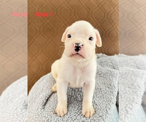 Boxer Puppy for sale in PELZER, SC, USA