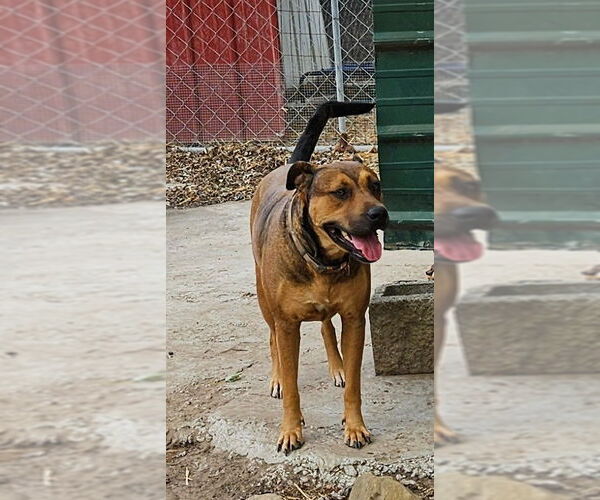 Medium Photo #3 Mutt Puppy For Sale in Tracy City, TN, USA