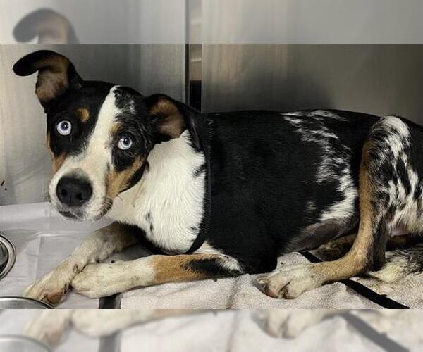 Medium Photo #1 Catahoula Leopard Dog-Unknown Mix Puppy For Sale in San Antonio, TX, USA