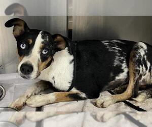 Catahoula Leopard Dog-Unknown Mix Dogs for adoption in San Antonio, TX, USA