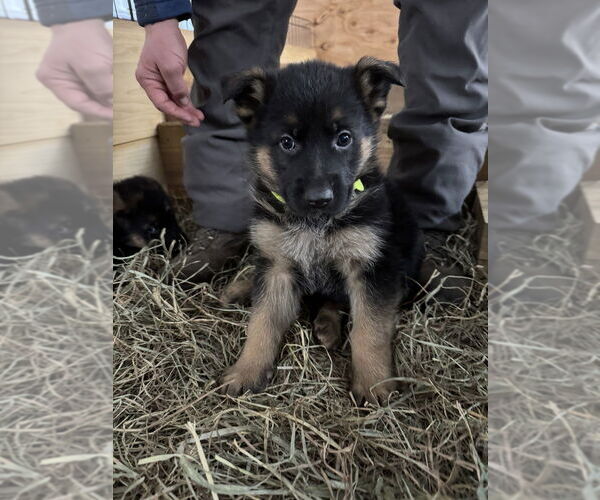 Medium Photo #2 German Shepherd Dog Puppy For Sale in Brewster, NY, USA