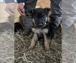 Small #1 German Shepherd Dog