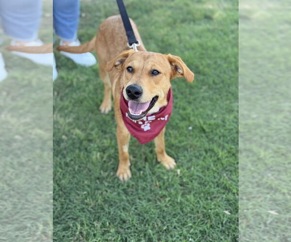 Medium Photo #3 Golden Retriever-Unknown Mix Puppy For Sale in Euless, TX, USA