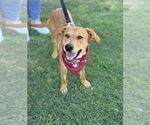 Small #2 Golden Retriever Mix