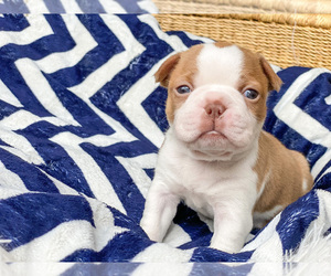 Boston Terrier Puppy for sale in LUFKIN, TX, USA