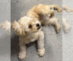Small #3 Shih Tzu