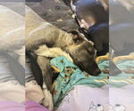 Small #6 American Pit Bull Terrier Mix