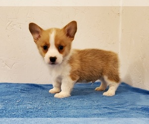 Pembroke Welsh Corgi Puppy for sale in CLARK, MO, USA