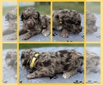 Puppy Nash Goldendoodle