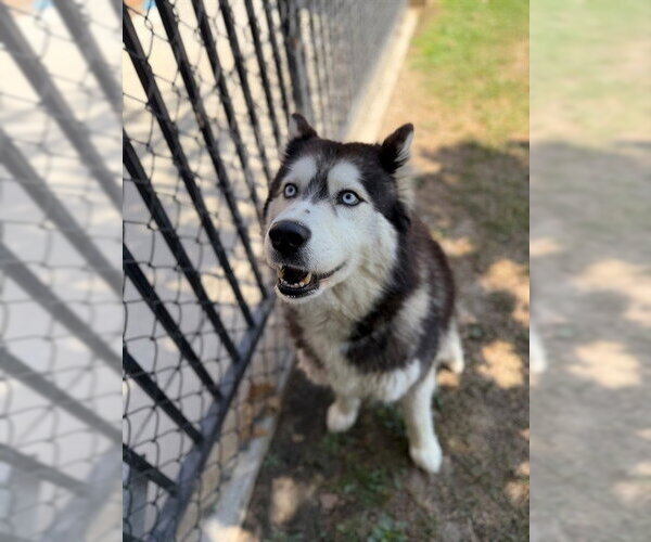 Medium Photo #2 Siberian Husky Puppy For Sale in Riverside, CA, USA