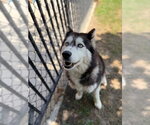 Small #1 Siberian Husky