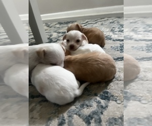 Chihuahua Puppy for sale in WASHINGTON, DC, USA