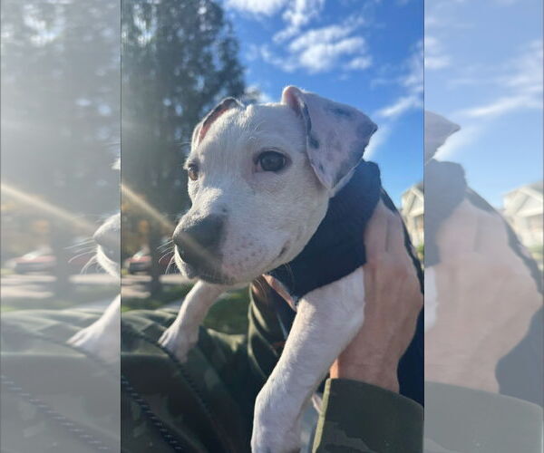 Medium Photo #6 American Pit Bull Terrier-Unknown Mix Puppy For Sale in Germantown, OH, USA