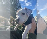 Small #5 American Pit Bull Terrier Mix