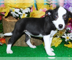 Rat Terrier-Unknown Mix Puppy for sale in HAMMOND, IN, USA
