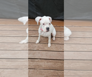 Boxer Puppy for sale in HIGHLAND LAKES, NJ, USA