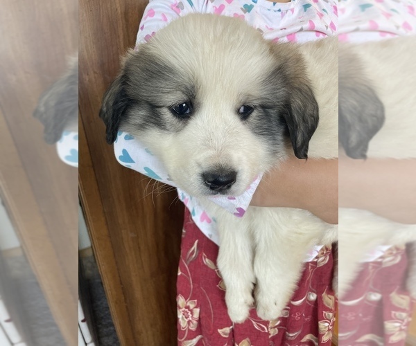 Medium Photo #5 Great Pyrenees Puppy For Sale in SILVERTON, OR, USA