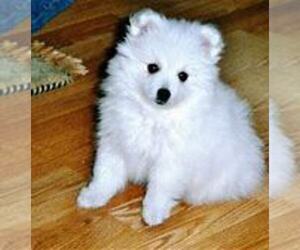 Miniature Spitz Puppy for sale in HUDSON, MI, USA