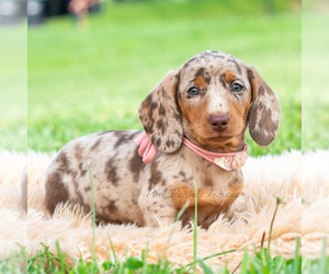 Medium Dachshund