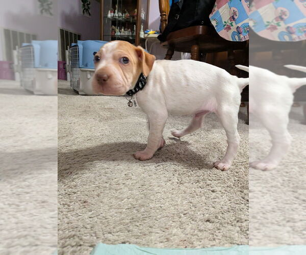 Medium Photo #5 Mutt Puppy For Sale in Vail, AZ, USA