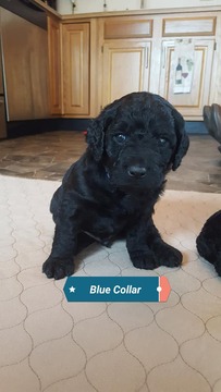 Medium Photo #1 Labradoodle Puppy For Sale in WABASH, IN, USA