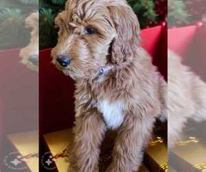 Goldendoodle Puppy for sale in MARICOPA, AZ, USA