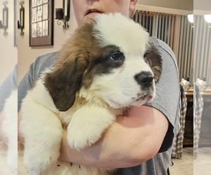 Saint Bernard Puppy for sale in BERESFORD, SD, USA