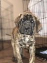 Small Photo #1 Mastiff Puppy For Sale in BATTLE GROUND, WA, USA
