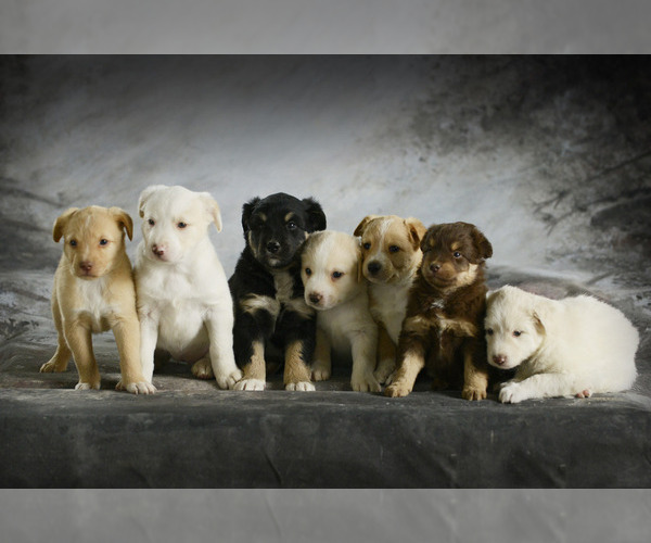 Medium Photo #1 Sheprador Puppy For Sale in BONDUEL, WI, USA