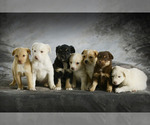 Small Photo #1 Sheprador Puppy For Sale in BONDUEL, WI, USA